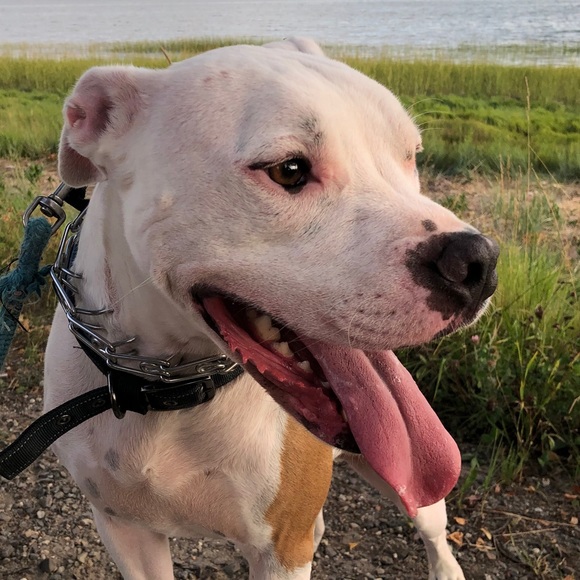 Meet your Posher, Steven - Picture 1 of 1